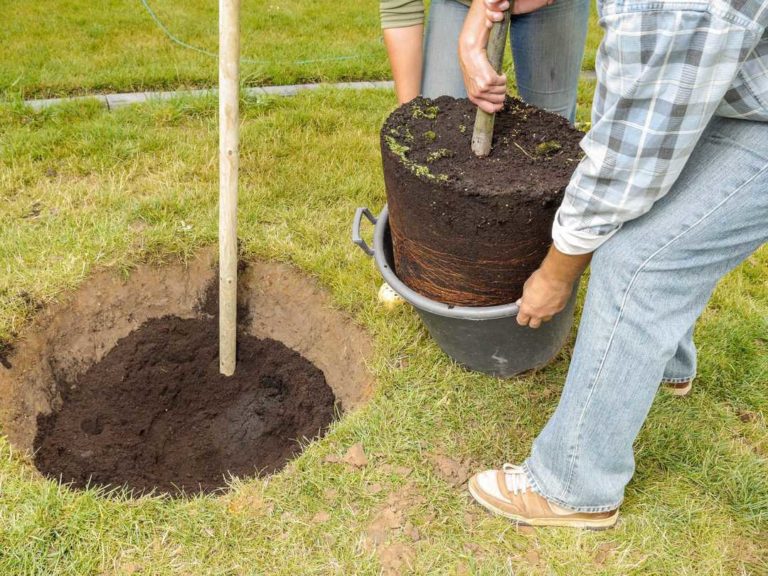 Benefits of Planting an Oak Tree in Your Yard Oak and Melanin